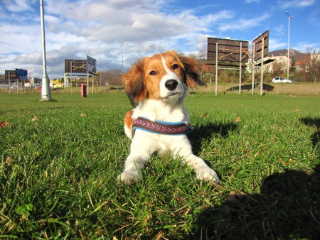 kooikerhondje